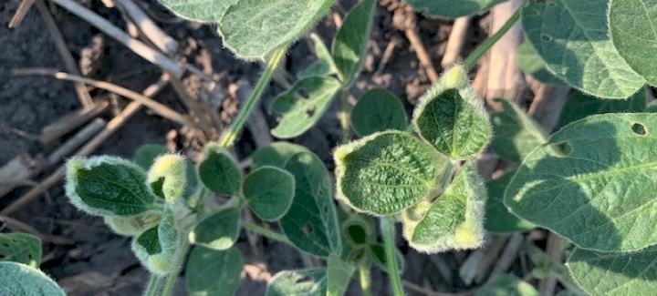 Lab Results Confirm Dicamba Damage to Stine® Soybean Plots