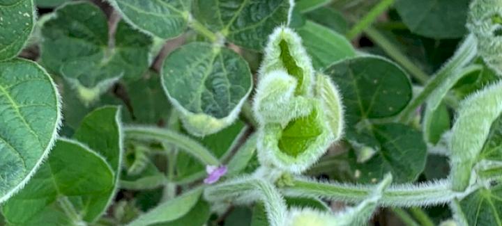 Stine® set to offer customers dicamba testing free of charge again in 2022