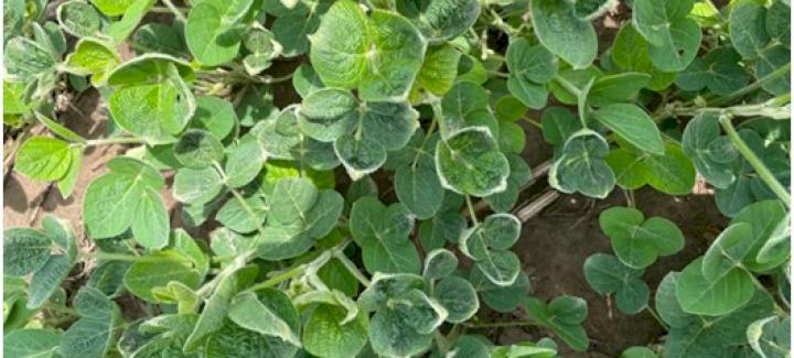 Suspected dicamba-related injury