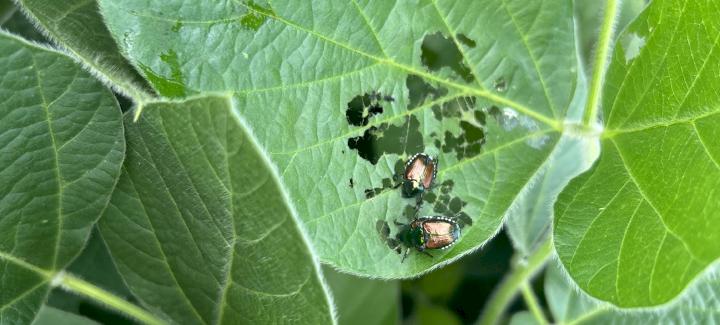 What we know about Japanese beetles