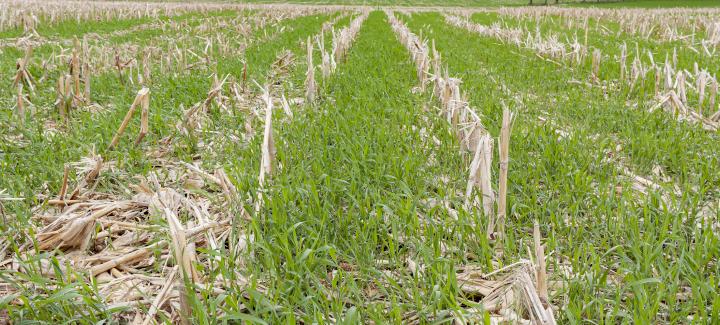 SUSTAINABILITY COVER CROP INITIATIVE EXPANDS TO 11 ADDITIONAL STATES