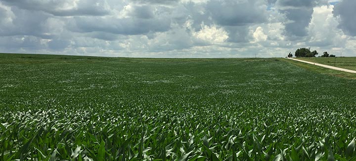 High Population Corn: Where Higher Yields Take Root