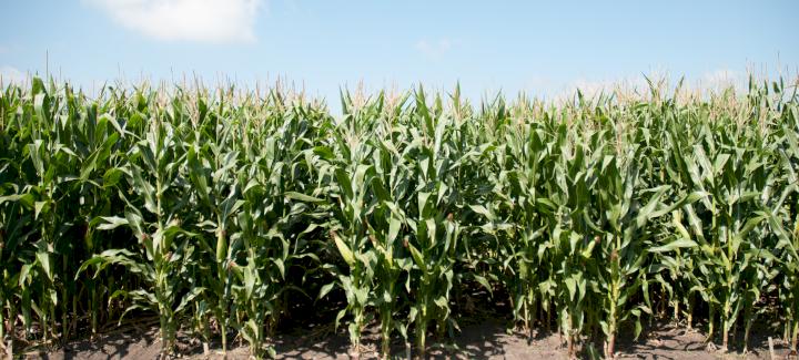 Stine® Corn: Bred for Performance