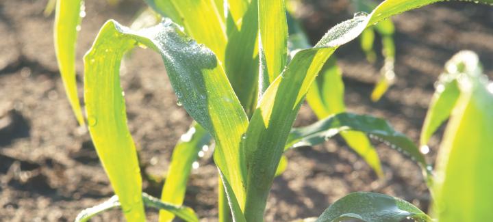 Importance of Light Interception in Corn