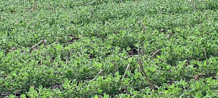Scouting for Crop Injury Related to Dicamba