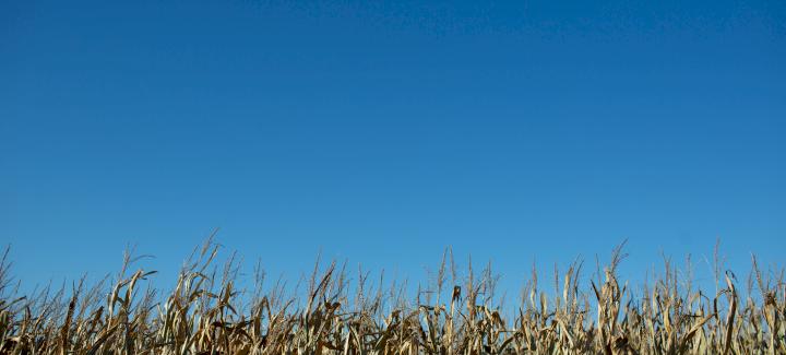 Prioritize Harvest by Assessing Stalk Quality
