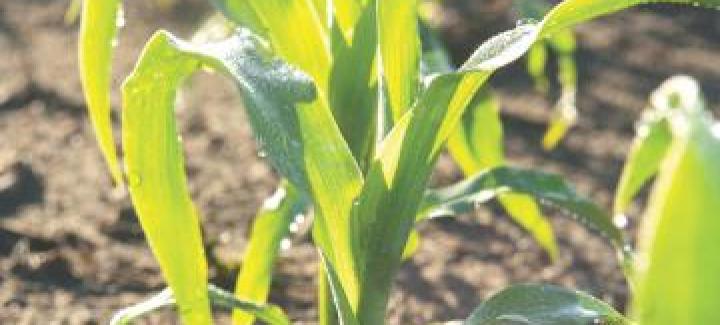 Get to know Stine® 9714 Brand Corn — a leader in the short-stature corn movement