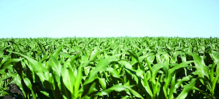 Yield+ Performance with MX Series Corn by Stine®