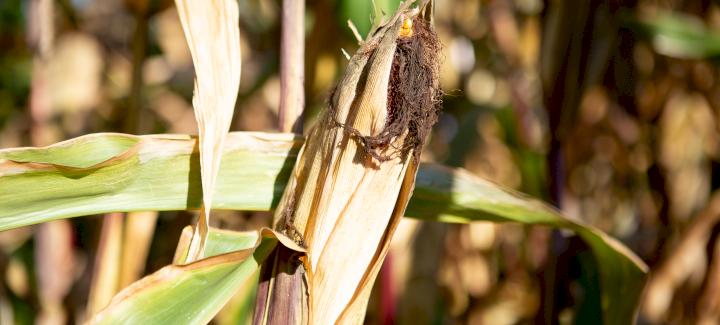 TIPS TO CALCULATE CORN YIELDS