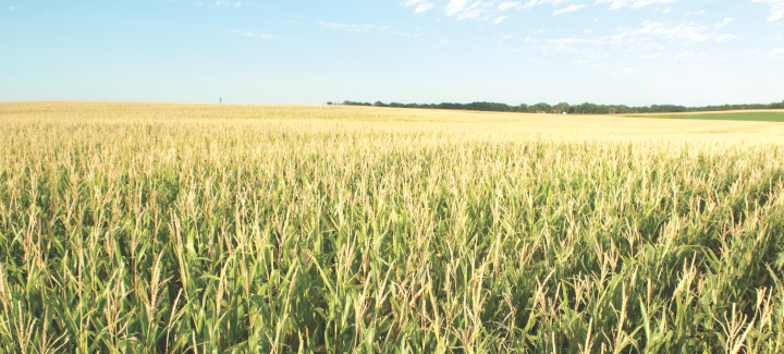 Corn rootworm is an increasing concern this season