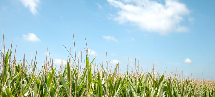 COMMON CORN DISEASES TO WATCH FOR THIS GROWING SEASON