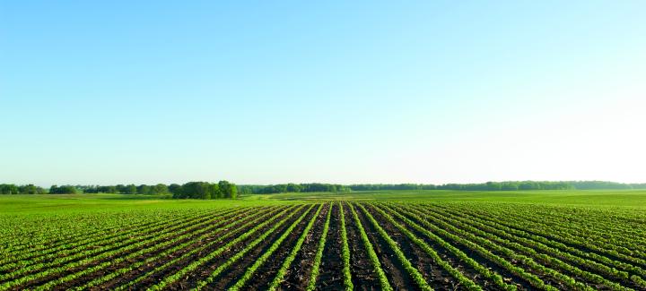 CORN AND SOYBEAN PLANTING SEASON PROGRESS REPORT: PART 1