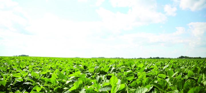 FOUR OF THE MOST COMMON DISEASES IN SOYBEANS