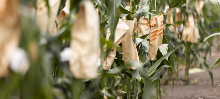 Understanding Stine’s Corn Breeding Work: Part 2