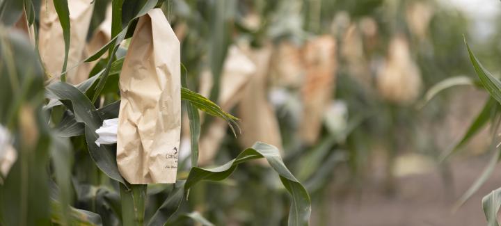 Understanding Stine’s Corn Breeding Work: Part 2