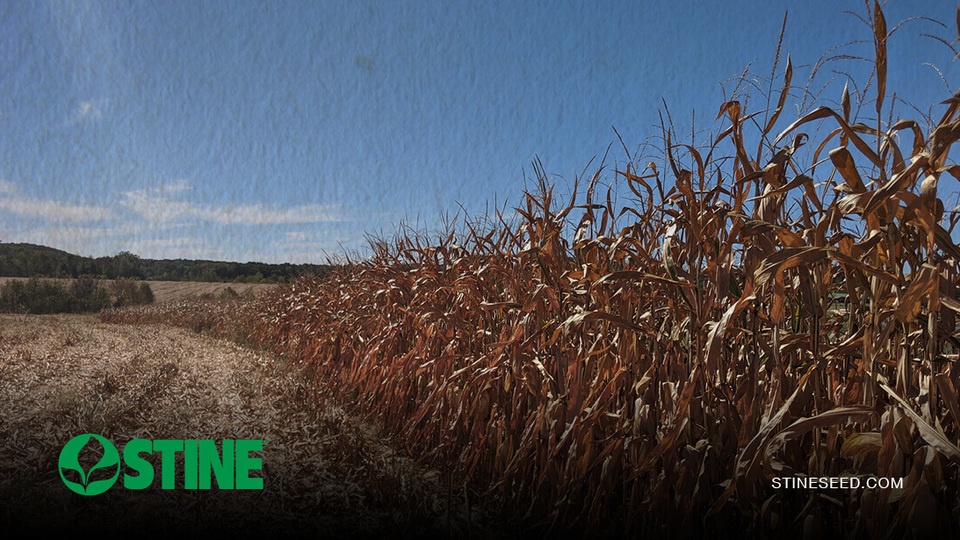Make room for Stine® corn in your 2025 lineup