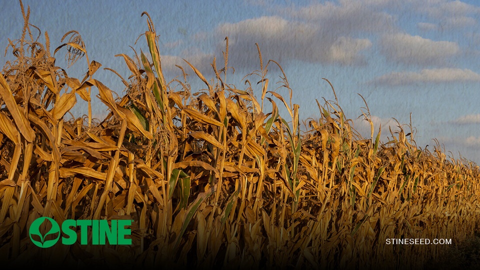 Stine® Harvest Roundup: Part 1