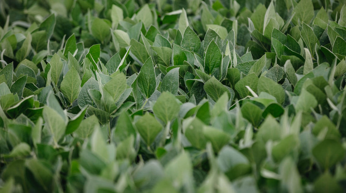 Stine® Seed Company Introduces Soybean Blends to Enhance Grower Success