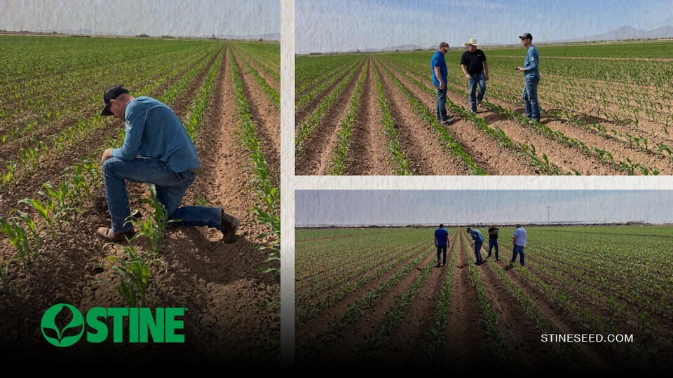Stine corn is proving its value as silage for southwestern dairies