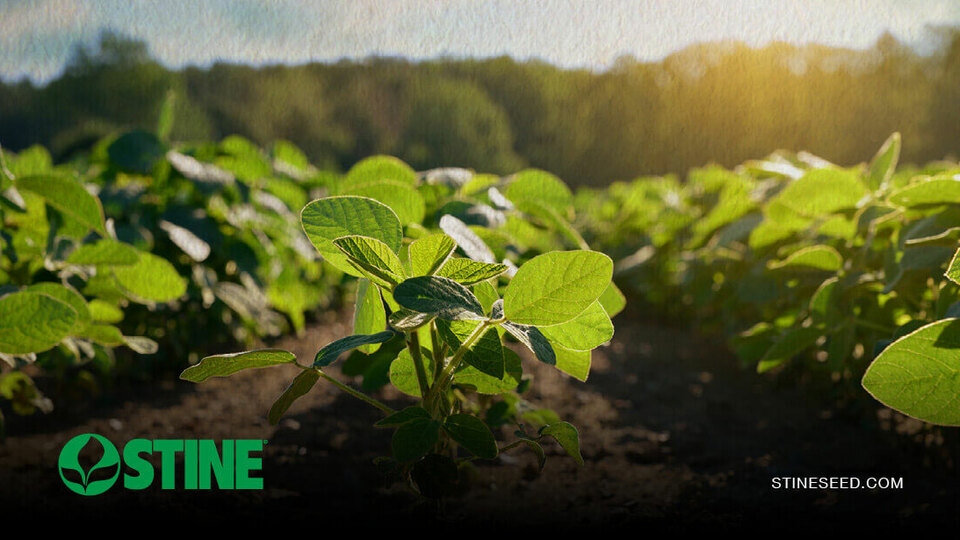 Stay ahead of midseason threats