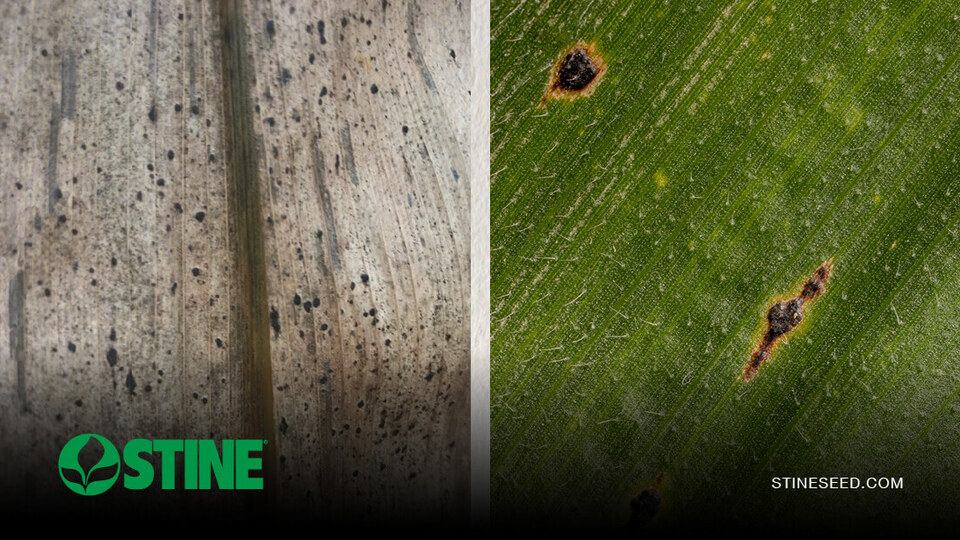 Stay ahead of tar spot this season