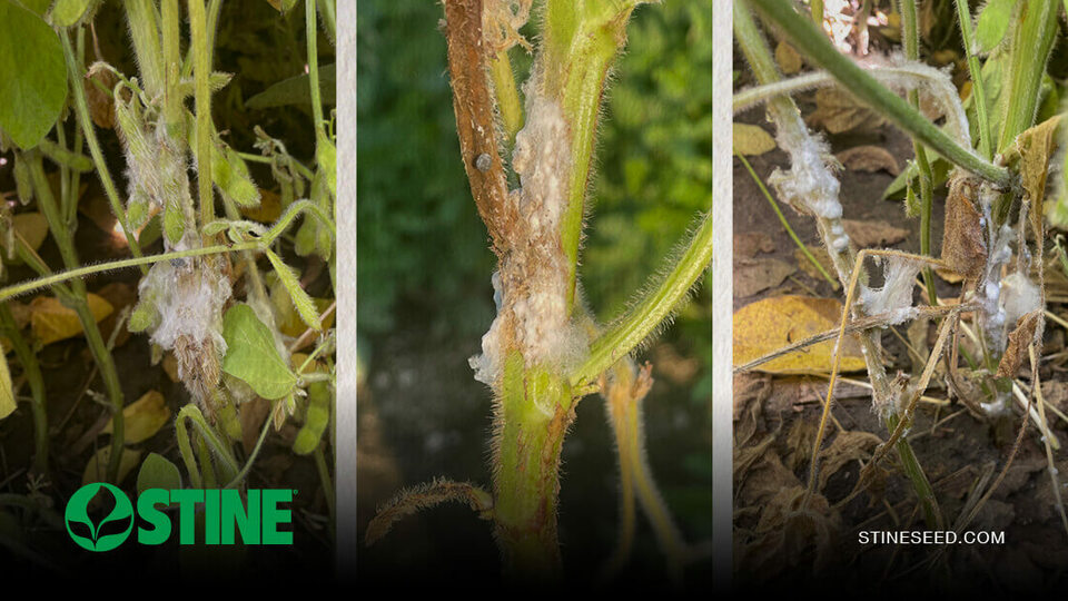 Moisture is making this season a hotbed for white mold