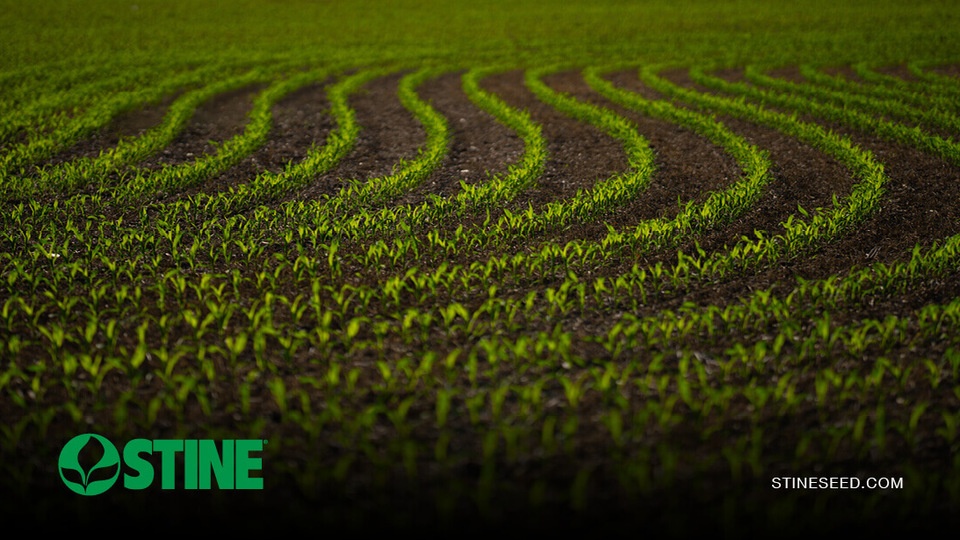Stine® agronomists urge growers to prioritize stand establishment