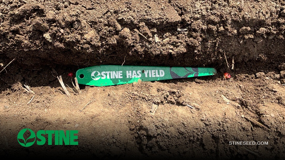 Stine® agronomy insights: Early-season crop progress update — continued