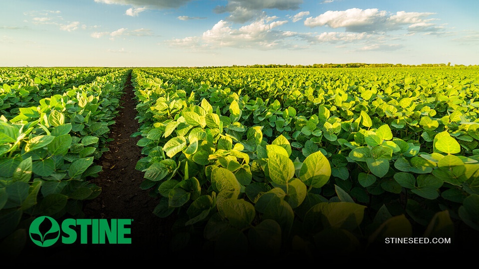 Advancing yields with Stine® EK-Series soybeans