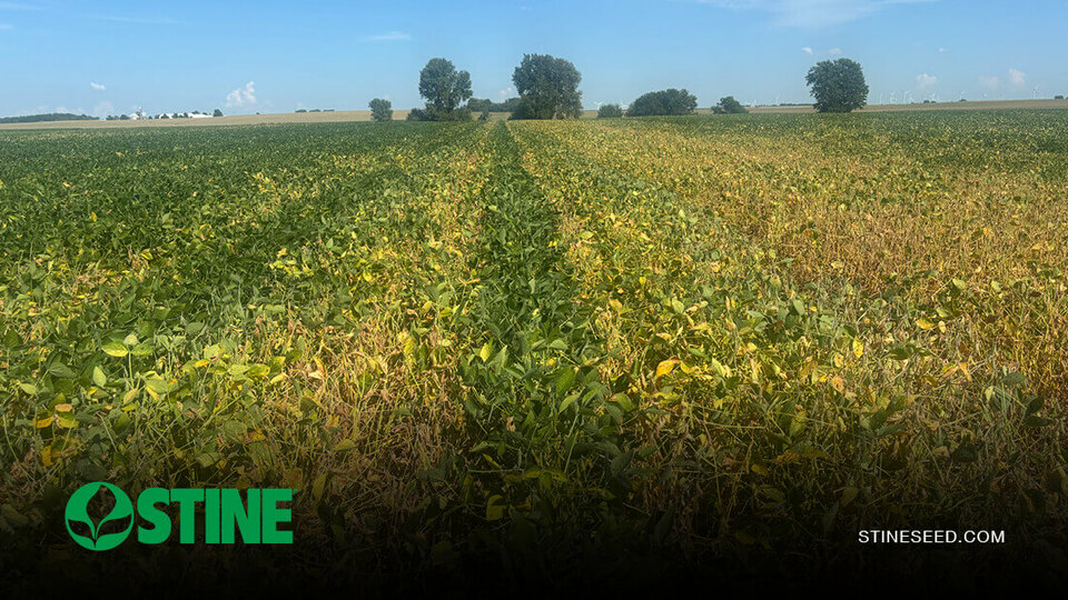 Stine® soybeans + Victrato®: A new line of defense for red crown rot