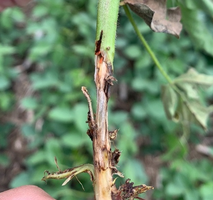 The rise of soybean gall midge