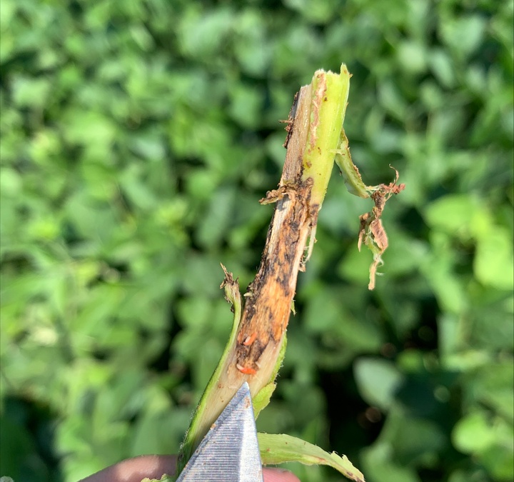 The rise of soybean gall midge