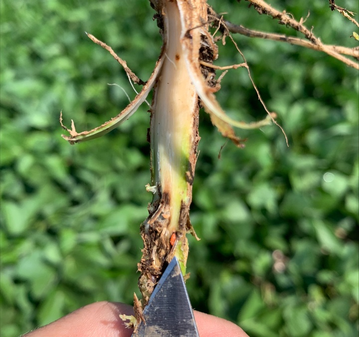 The rise of soybean gall midge