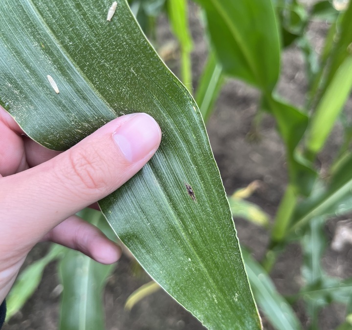 Frequently Asked Questions: Tar Spot