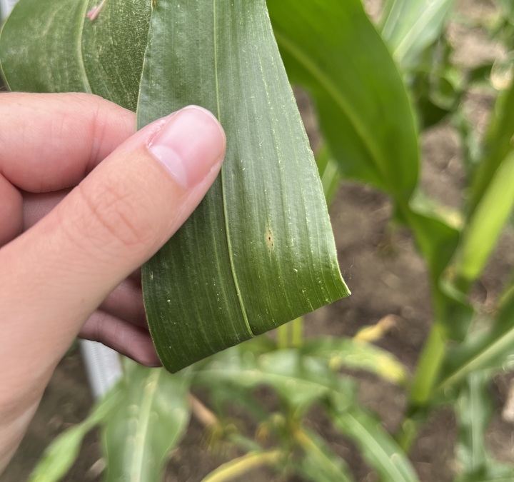 Frequently Asked Questions: Tar Spot