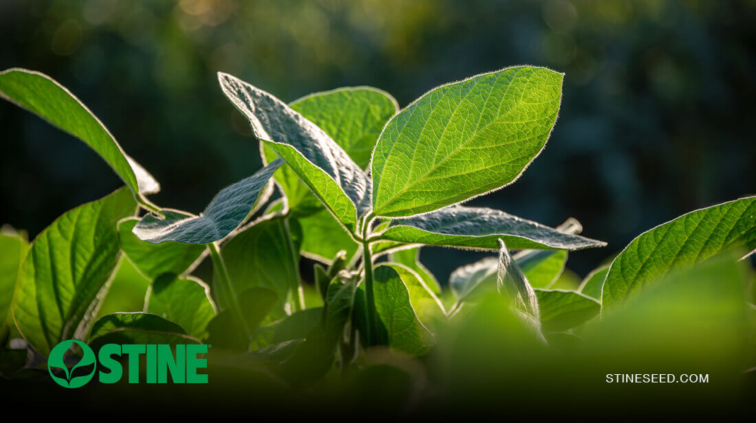 What soybean traits are we working with?