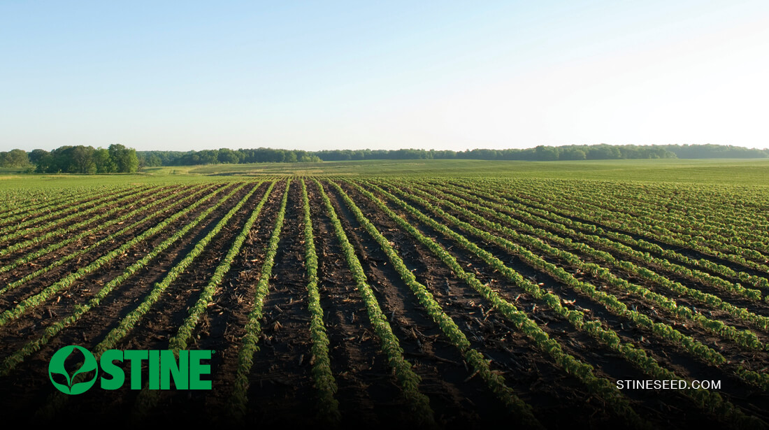 Stine® agronomy insights: Early-season crop progress update