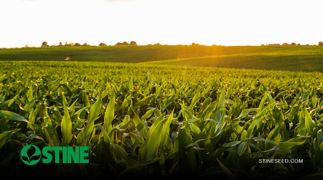 Corn watch: Fusarium crown rot on the rise