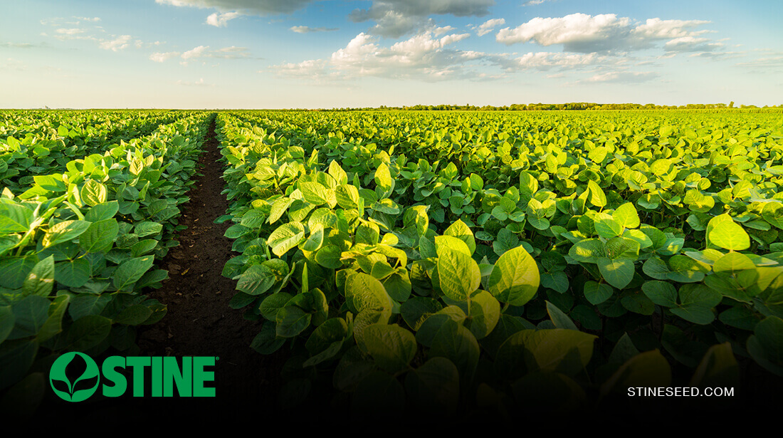 Advancing yields with Stine® EK-Series soybeans