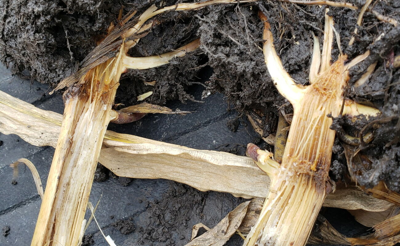 Crop watch: Late-season issues to catch before you combine