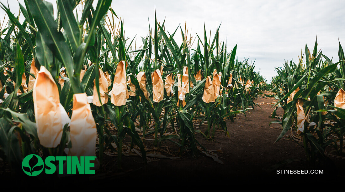 From nursery row to seed bag: How Stine® builds a better corn hybrid