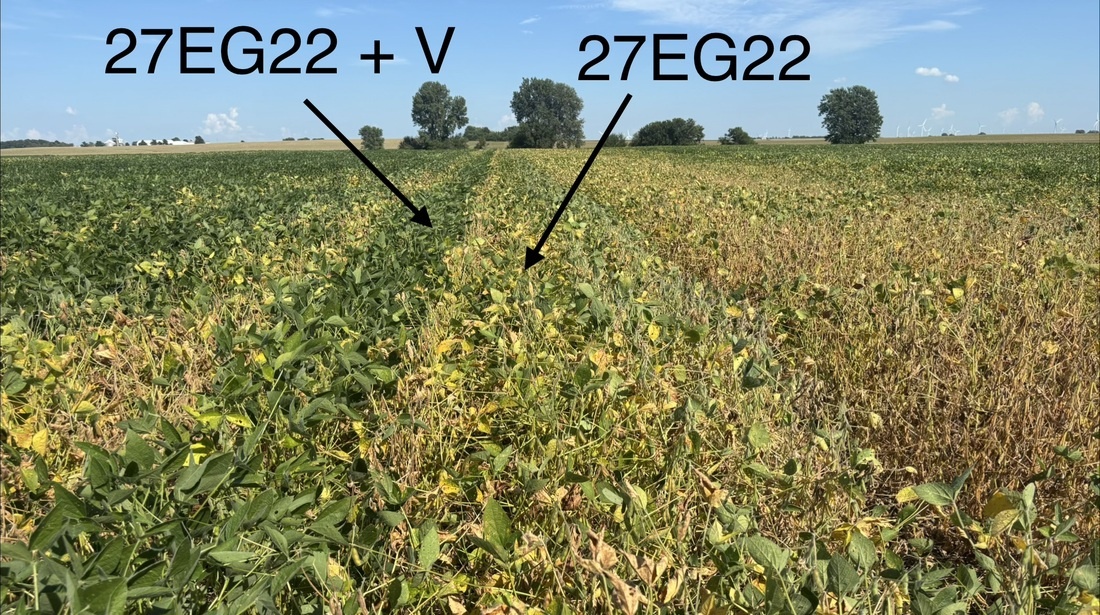Stine soybeans treated with Victrato versus untreated